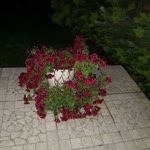 Şule