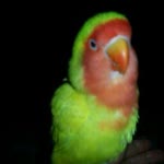 Cemal