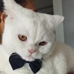 Özlem