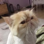 Ferim