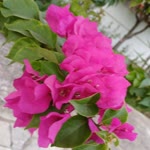Filiz