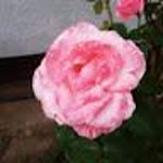 Irmak