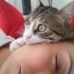 Sibel