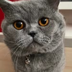 Gülnur