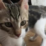 Özge
