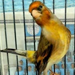 Onur
