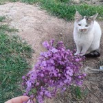 Ayşe