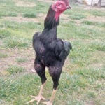 Hasan