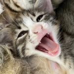 Eyup