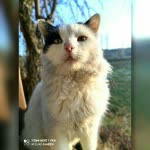 Nur