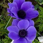 Hatice