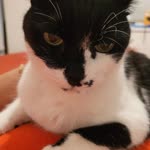 Gül