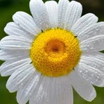 Özlem