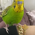 Begüm
