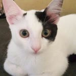 Mutlu