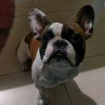 Batu