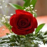 Birgul