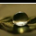 Nesrin