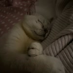 Sibel