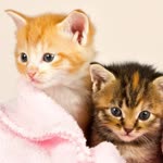 Merve