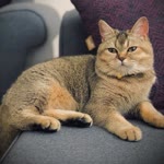 Furkan