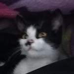 Kayra