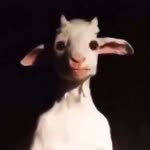 Ayaz
