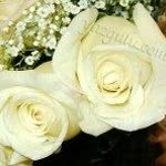 Sibel