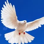 Selim
