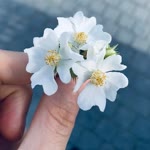 Zehra