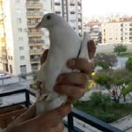 Fatih