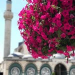 Şüheda