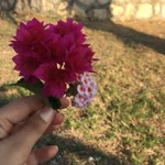 Demet