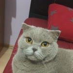 Adnan