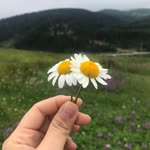 Aslı