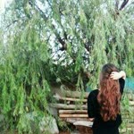 Sevim