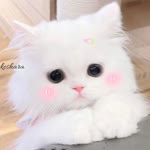 Bb Ttt