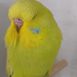 Hüseyin