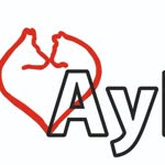 Aypet