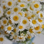Meryem