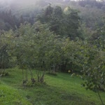 Erhan