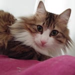 Ali