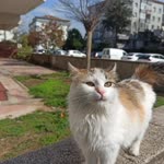Nehir