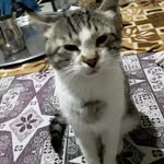 Kader