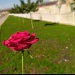 Muhammed