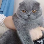 Nezahat