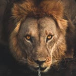 Kaptan