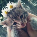Emine
