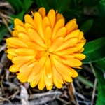 Emine