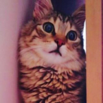 Yasemin